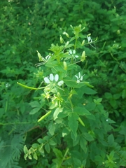 Cleome gynandra