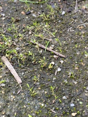 Sagina japonica