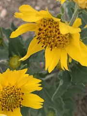 Verbesina encelioides