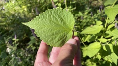 Agastache foeniculum