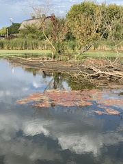 Azolla microphylla