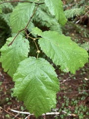 Corylus