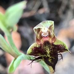 Calochilus paludosus