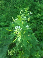 Cleome gynandra
