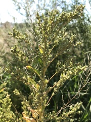 Axyris amaranthoides