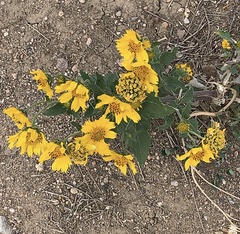 Verbesina encelioides