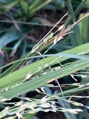 Oryza sativa