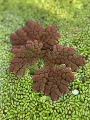 Azolla microphylla