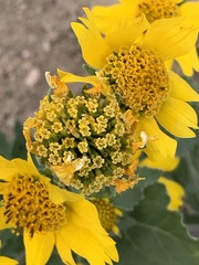 Verbesina encelioides