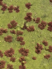 Azolla microphylla