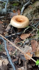 Lactarius torminosus
