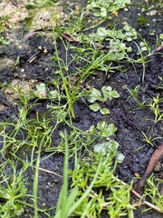 Sagina japonica