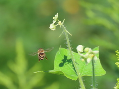 Apis cerana japonica
