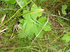 Petasites frigidus