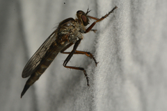 Neomochtherus willistoni