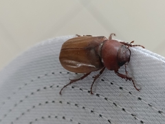 Amphitrichia constricta