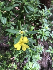 Hibbertia cuneiformis