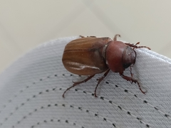 Amphitrichia constricta