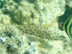 Epinephelus