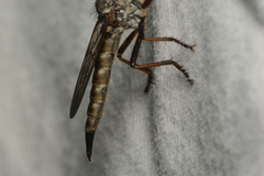 Neomochtherus willistoni