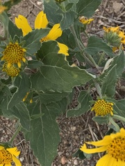 Verbesina encelioides