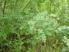 Caragana arborescens