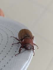 Amphitrichia constricta