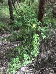 Hibbertia cuneiformis