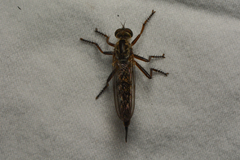 Neomochtherus willistoni