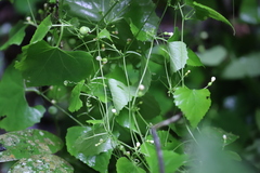 Zehneria cunninghamii