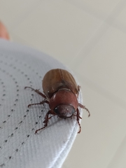 Amphitrichia constricta