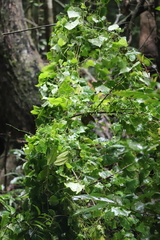 Zehneria cunninghamii