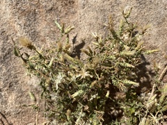 Brickellia microphylla