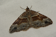 Xanthorhoe