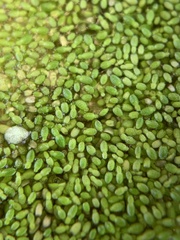 Wolffia brasiliensis