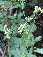 Eupatorium tashiroi