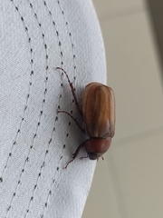 Amphitrichia constricta