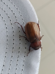 Amphitrichia constricta