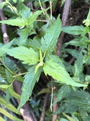 Eupatorium tashiroi