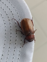 Amphitrichia constricta