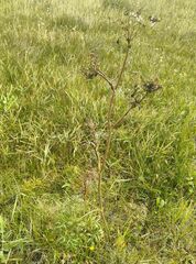 Cenolophium denudatum