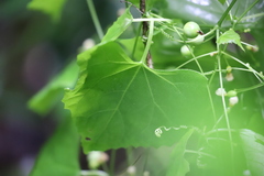 Zehneria cunninghamii