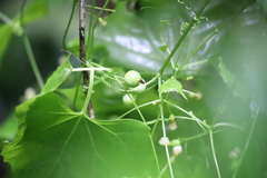 Zehneria cunninghamii