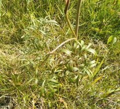 Cenolophium denudatum