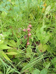 Pyrola asarifolia