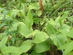 Cypripedium reginae