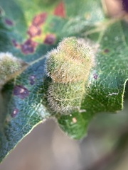 Aceria trichophila