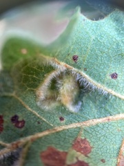 Aceria trichophila