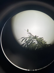 Psilopogon asiaticus