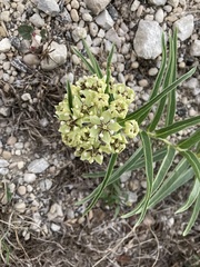 Asclepias asperula